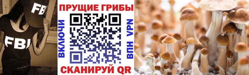 Псилоцибиновые грибы Magic Shrooms как найти закладки Бердск
